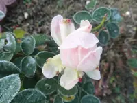 DSCI0832.webp