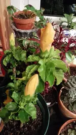 IMG_20161111_194611.webp