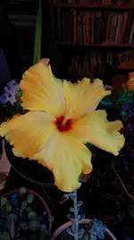 IMG_20161126_103114.webp