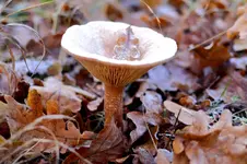 2016-11-28-0331 - Kopie.webp