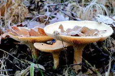 2016-11-28-0336 - Kopie.webp