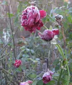IMG_7197.webp
