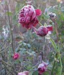 IMG_7197.JPG