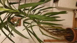 20161129_231926.webp