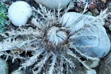 DSCF8093 (2).webp