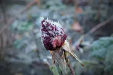 DSCF8099 (2).webp