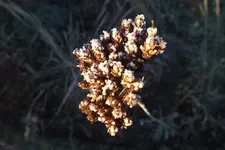 DSCF8105.JPG
