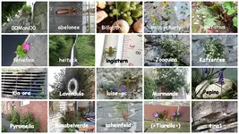 Copy of November 2016 Aus Fugen und Ritzen.webp