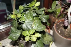 _DSC1173.webp