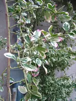 IMG_7621.webp