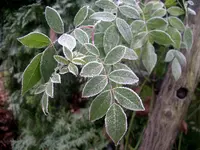 IMGP0102.webp