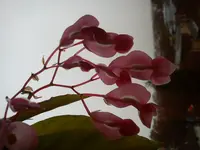 DSC03927.webp