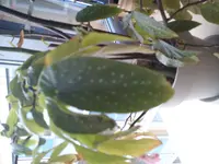 DSC03930.webp