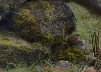 Zaunkönig.webp
