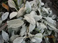IMG_7217.JPG