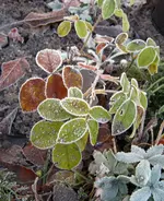 IMG_7218.webp
