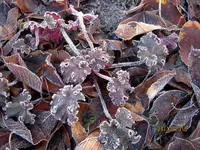 IMG_7220.webp