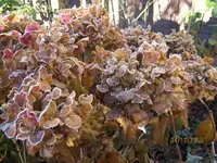 IMG_7222.webp