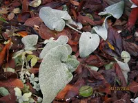 IMG_7223.webp