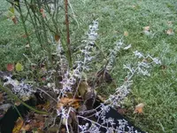 BILD6109.webp