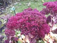 BILD6060.webp