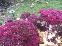 BILD6061.webp