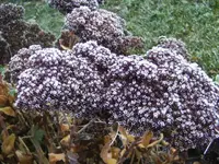 BILD6111.webp