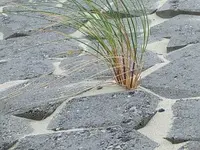 17 Scheinfeld Sie trotzt dem Wind.webp