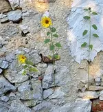 19 bobbycharly Auswüchse in meinem....webp