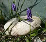 20 Pepino Der nächste Frühling kommt bestimmt..webp