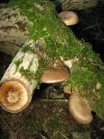 austern_600x800.webp