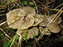 trompeten_1067x800.webp