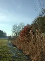 Biberrevier1.JPG