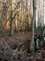 Biberbaum.webp