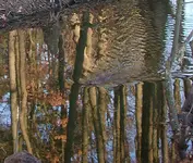 BIBER_Ausschnitt.webp