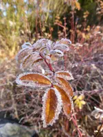 P1020381.webp