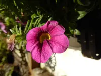 P1020391.webp