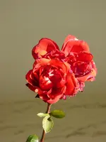 P1020396.webp
