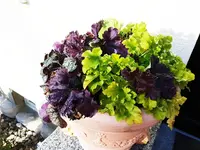161204  Heuchera gefrostet 1.webp