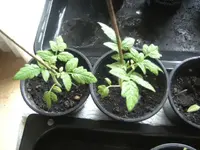 BILD3917.webp