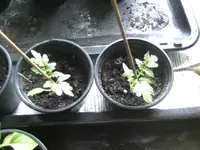 BILD3918.webp