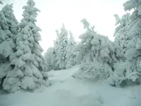 Weißer Wald.webp