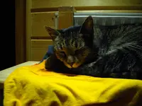 IMGP4092.webp