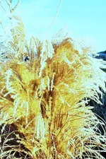 DSCF8145 (3).webp