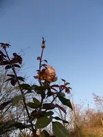 P1250333.webp