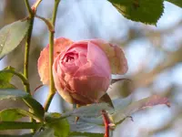 P1250337.webp