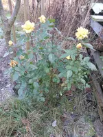 P1250342.webp