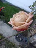 P1250348.webp
