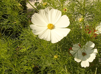 Blumen 21.8.2010 007.webp