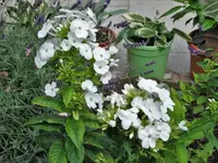 DSC07157.webp